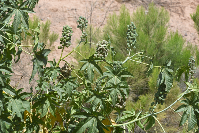 Castorbean fruits are spiny capsules which contain relatively large highly poisonous seeds. Ricinus communis
